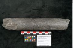 Foto (Objekt + Etikett) von Calamites communis Ettingshausen (NHMW-GEO-2024-0188-10969)